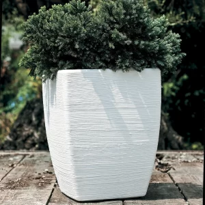 FIORDALISO