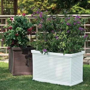 VELIKA REBRASTA ŽARDINJERA (MMR)